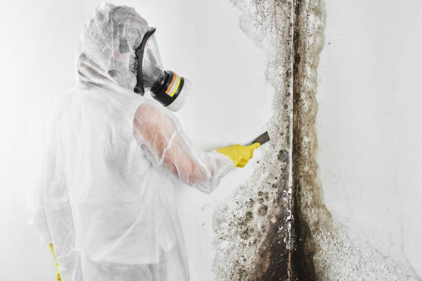 Best Attic Mold Removal  in Edgerton, WI