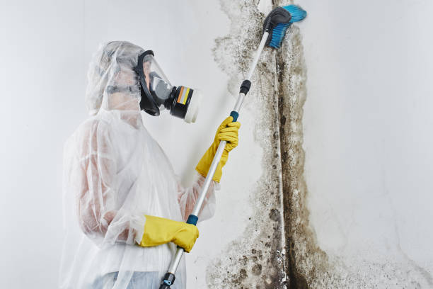 Best Mold Removal Process  in Edgerton, WI