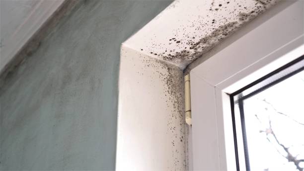 Best Affordable Mold Removal  in Edgerton, WI