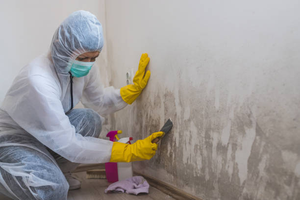 Best Mold Damage Repair  in Edgerton, WI