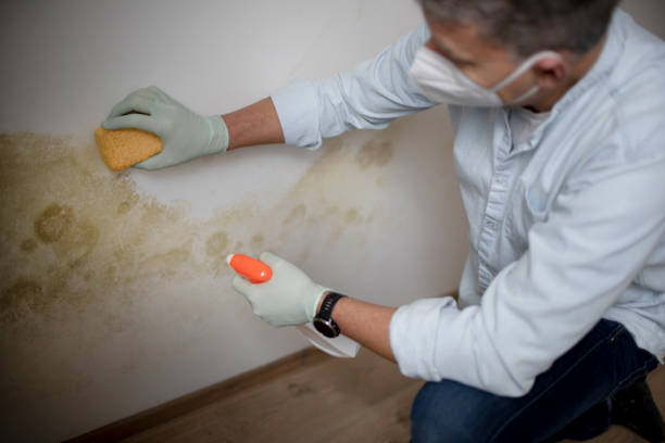 Best Mold Testing and Removal  in Edgerton, WI