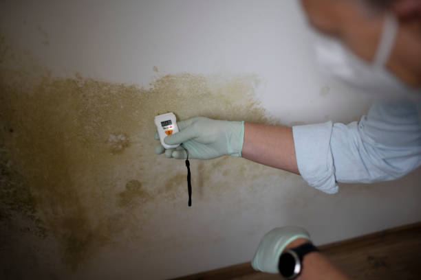 Best Toxic Mold Removal  in Edgerton, WI