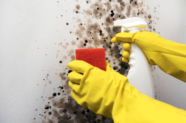 Trusted Edgerton, WI Mold Removal Experts