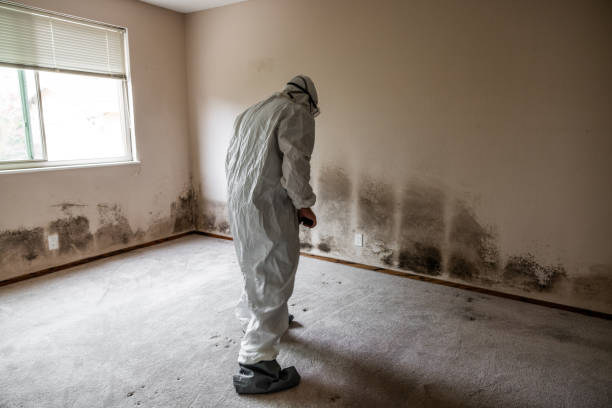 Mold Removal and Inspection in Edgerton, WI