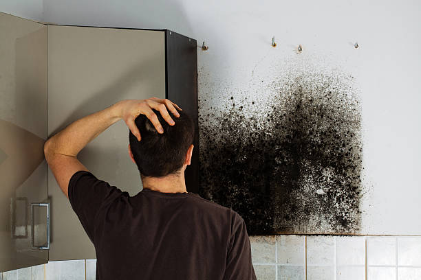 Best Best Mold Removal Companies  in Edgerton, WI