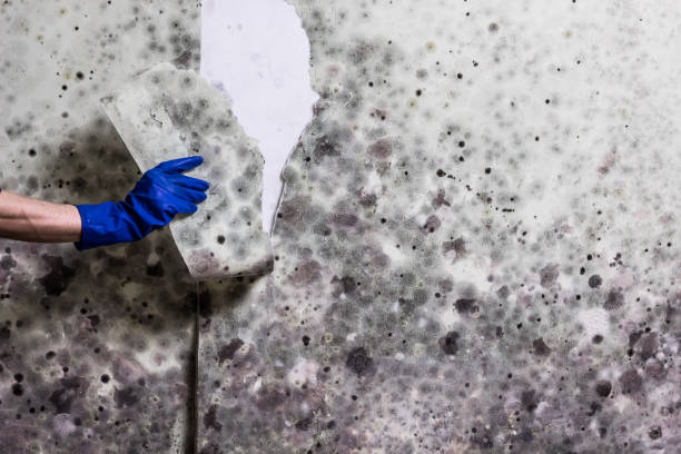 Best Water Damage Restoration  in Edgerton, WI