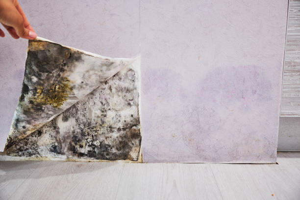 Mold Removal Process in Edgerton, WI